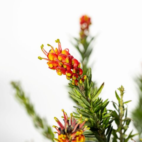 Grevillea "Fireworks"