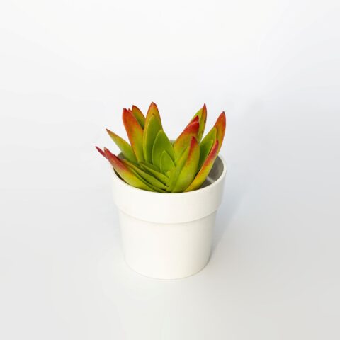 Crassula capitella "Campfire"