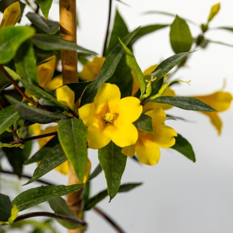 Gelsemium sempervirens