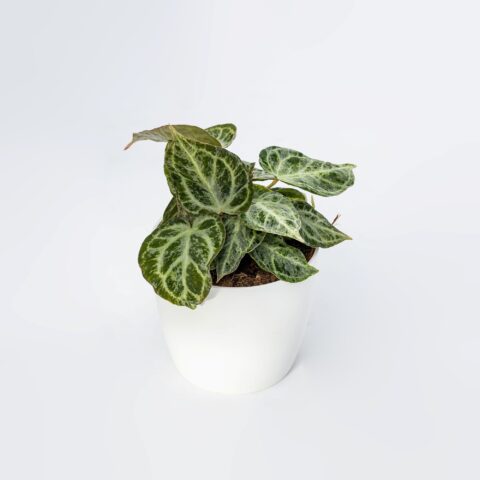 Anthurium "Super Silver Blush"