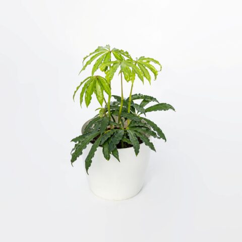 Anthurium polyschistum