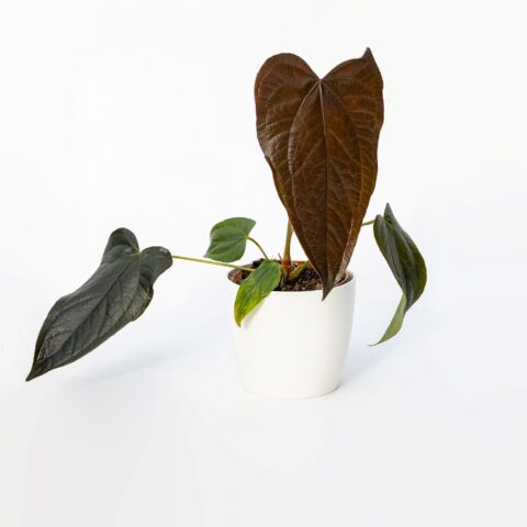 Anthurium "Queen of Heart"