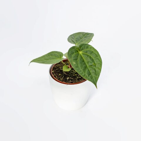 Anthurium magnificum x Dark Phoenix