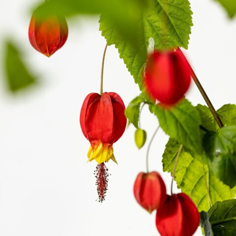 Abutilon megapotamicum