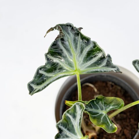 Alocasia "Loco"