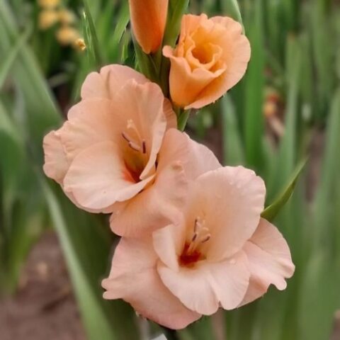 Gladiolus Apricot Beauty - Bulbi