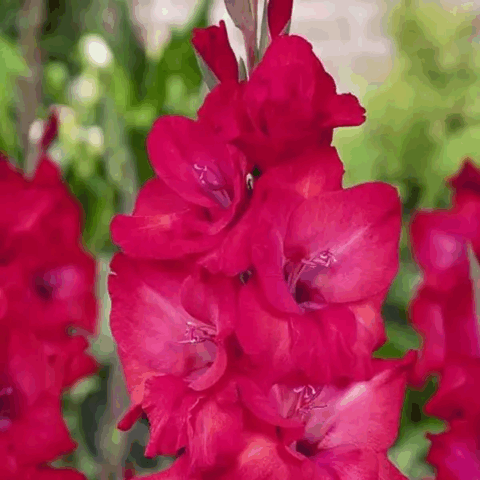 Gladiolus Natan - Bulbi