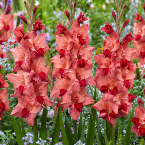 Gladiolus Soul - Bulbi