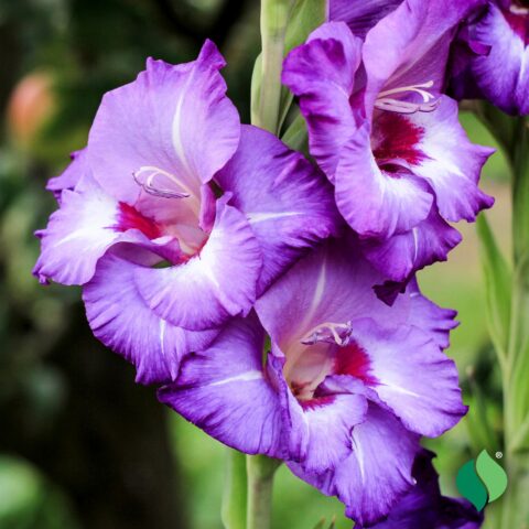 Gladiolus Vista - Bulbi