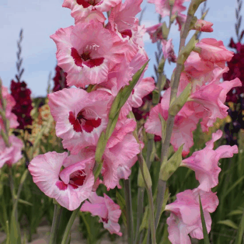 Gladiolus Wine and Rose - Bulbi