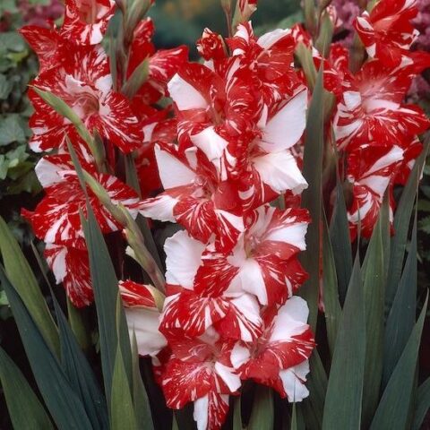 Gladiolus Koi Porsuit - Bulbi
