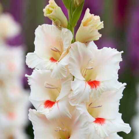 Gladiolus Ajax - Bulbi