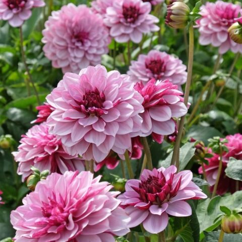 Dahlia Decorative Creme de Cassis - Bulbo