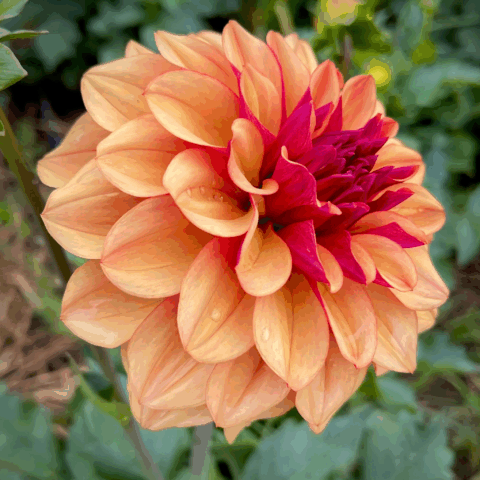 Dahlia Decorative Creme de Cognac - Bulbo
