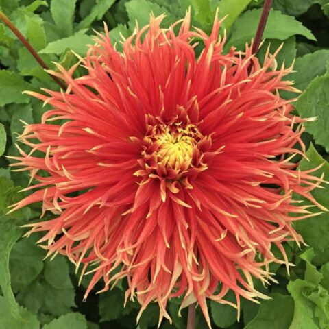 Dahlia Cactus Show'n Tell - Bulbo