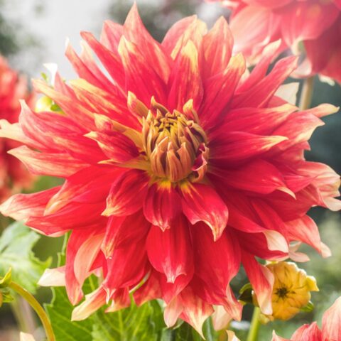 Dahlia Decorative Bodacious - Bulbo