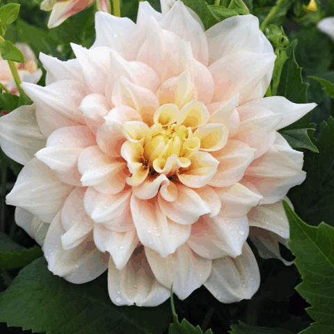 Dahlia Decorative Dinnerplate Break Out - Bulbo