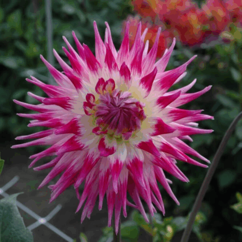 Dahlia Cactus Electric Light - Bulbo