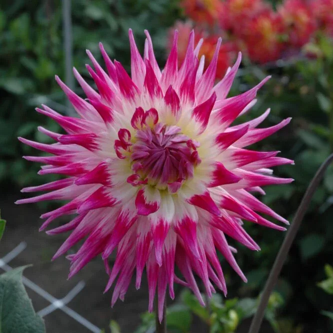 Dahlia Cactus Electric Light - Bulbo