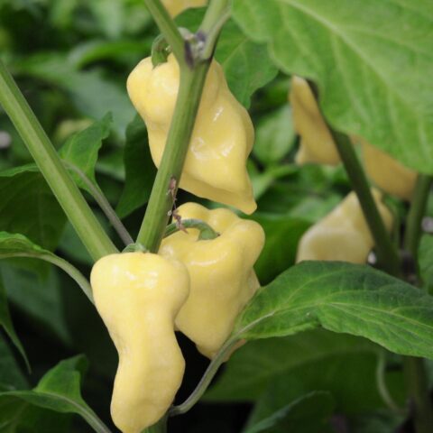 Peperoncino piccante"Habanero bianco"