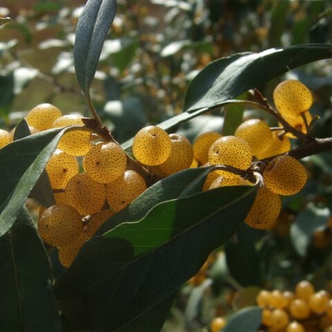 Elaeagnus umbellata "Pointilla Fortunella"