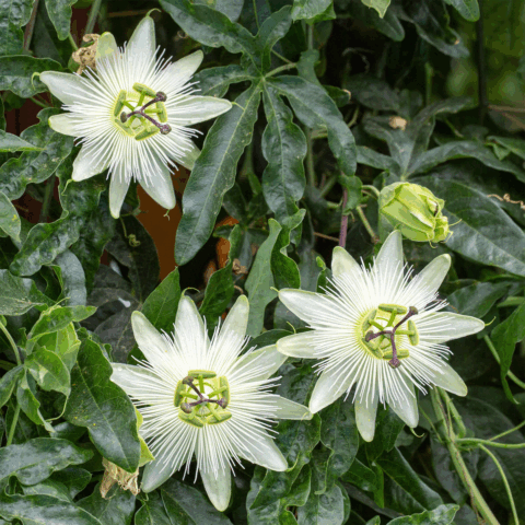 Passiflora incarnata "Cooltropics Snowstar"
