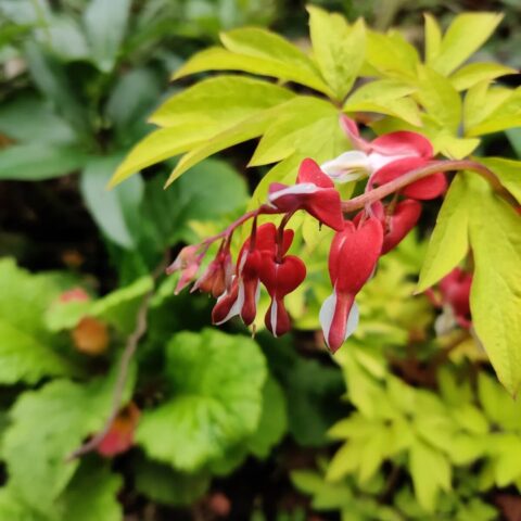 Dicentra spectabilis "Ruby Gold"