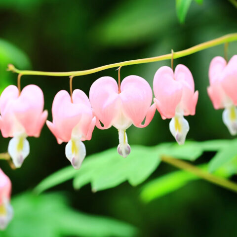 Dicentra spectabilis "Cupid"