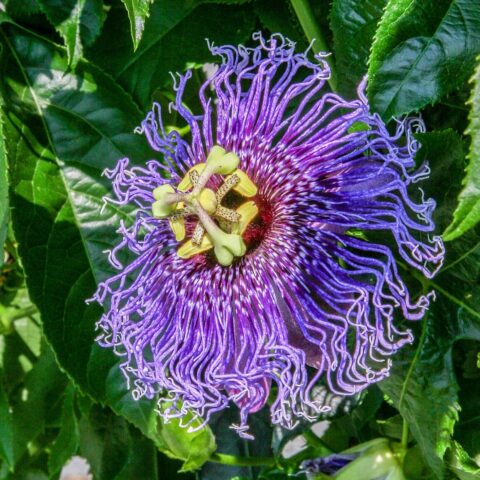 Passiflora incarnata "Cooltropics Eia Popeia"