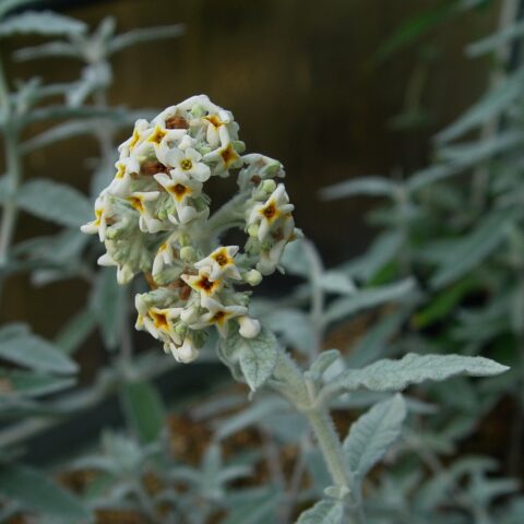 Buddleja loricata