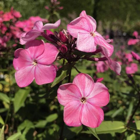 Phlox paniculata "Rijnstroom"