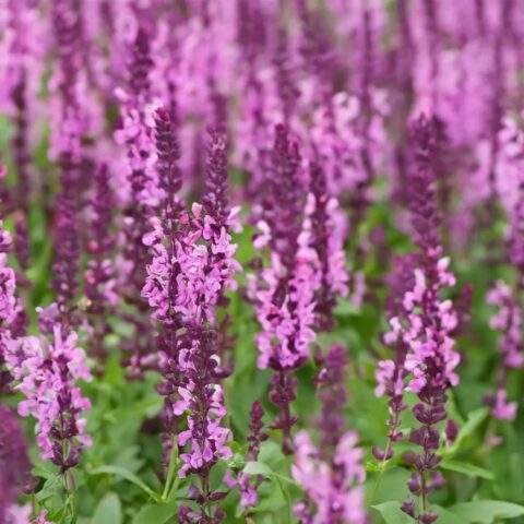 Salvia nemorosa "Sensation Compact Bright Rose"