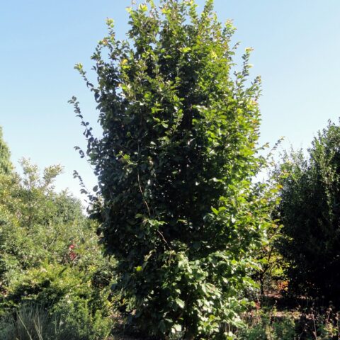 Parrotia persica "Burgundy"