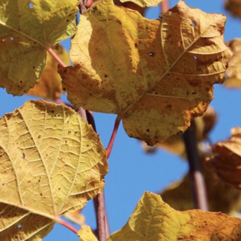 Tilia platyphyllos "Rubra"