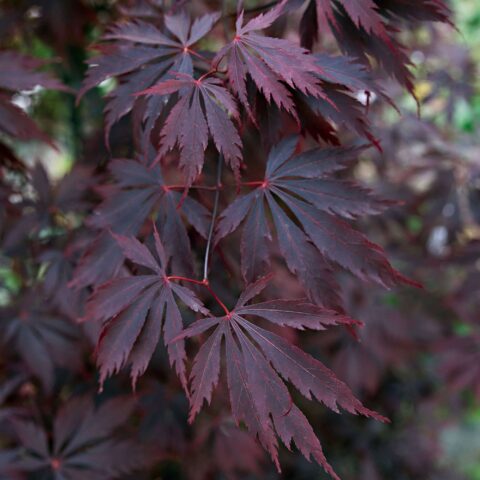 Acer palmatum "Black Lace"