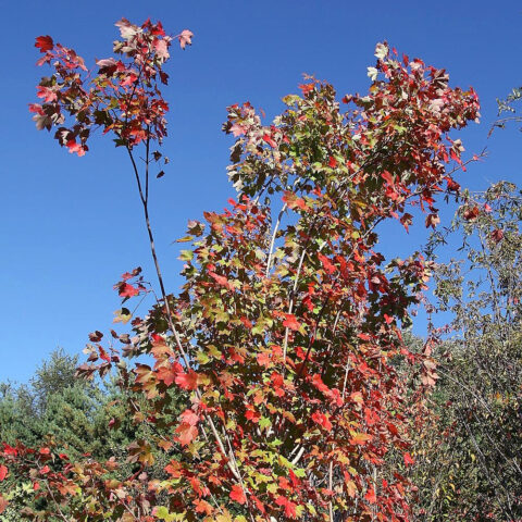Acer rubrum "October Glory"