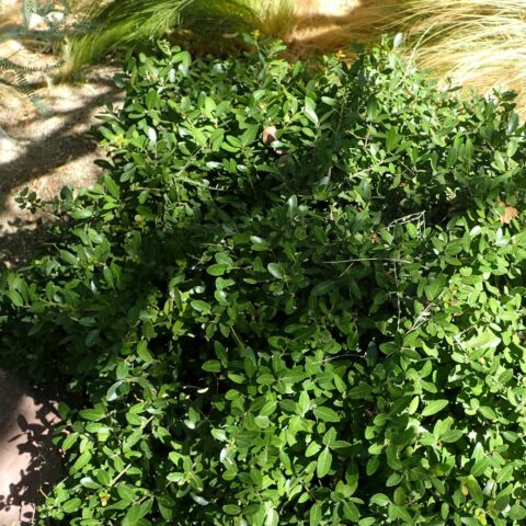 Ilex vomitoria "Nana"