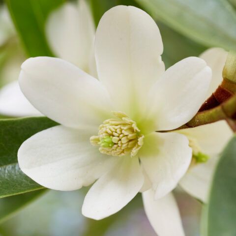 Magnolia laevifolia "Vanilla Pearls"
