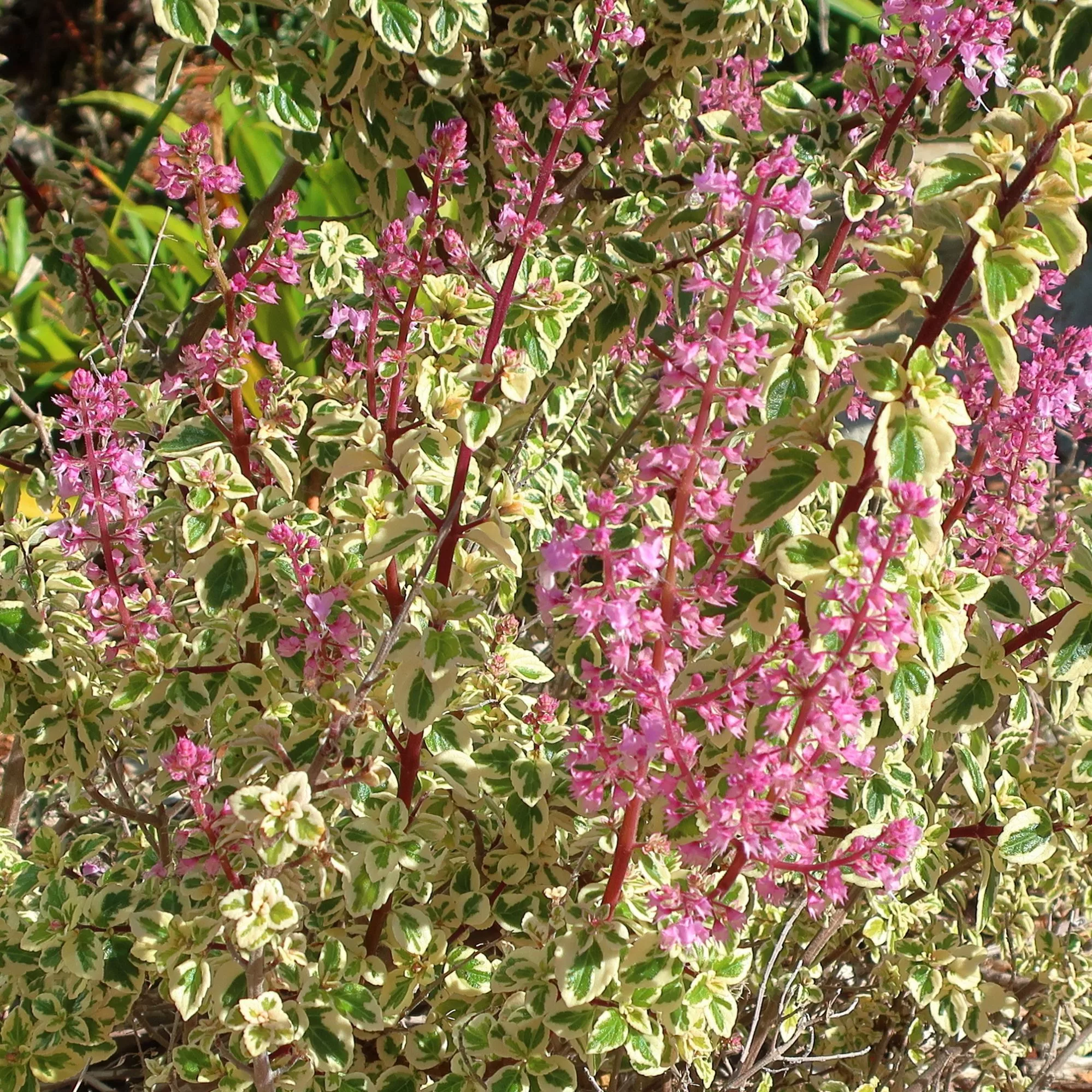Hemizygia "Candy Kisses"