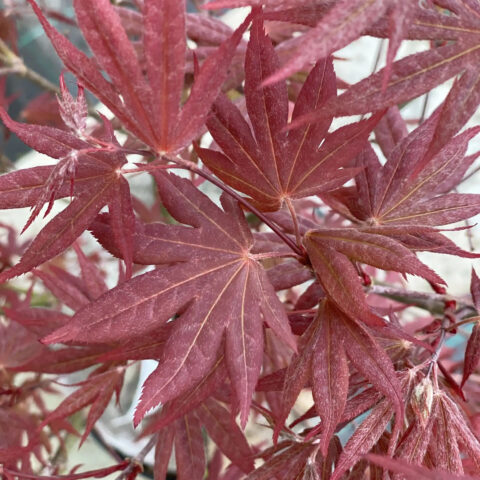 Acer palmatum "Yezo-nishiki"