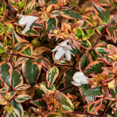 Abelia x grandiflora "Tricolor Charm"
