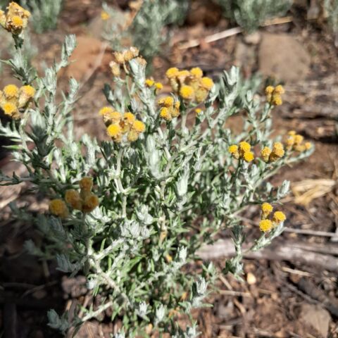 Helichrysum cymosum
