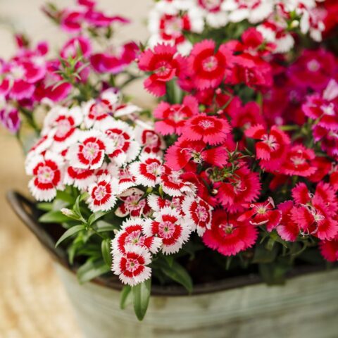 Dianthus in variet