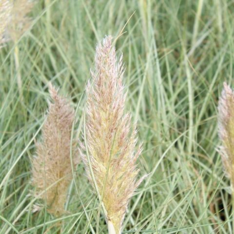 Cortaderia selloana "Silver Goblin"
