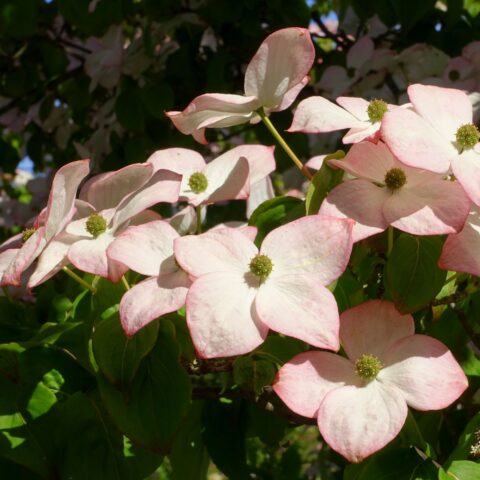 Cornus kousa "Satomi"
