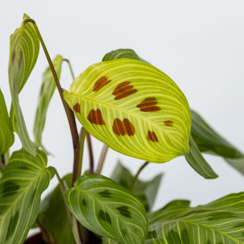 Maranta leuconeura "Light Veins"
