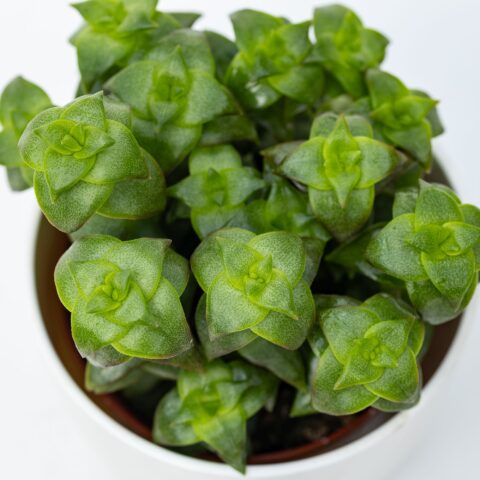 Crassula perfossa