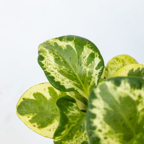 Peperomia obtusifolia "Marble"