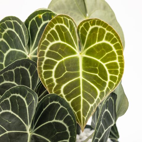 Anthurium clarinervium in idrocoltura