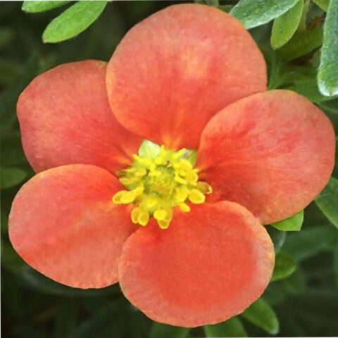 Potentilla fruticosa "Red'issima"
